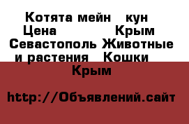 Котята мейн - кун › Цена ­ 18 000 - Крым, Севастополь Животные и растения » Кошки   . Крым